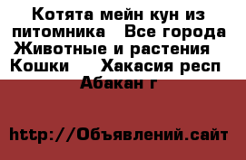 Котята мейн-кун из питомника - Все города Животные и растения » Кошки   . Хакасия респ.,Абакан г.